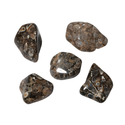 Turritella Doğal Taş Tımbıl El Taşı - Osmanlı Doğaltaş