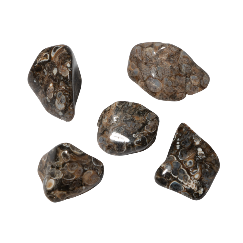 Turritella Doğal Taş Tımbıl El Taşı - 1