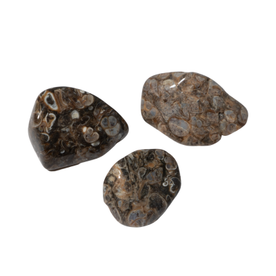 Turritella Doğal Taş Tımbıl El Taşı - 5