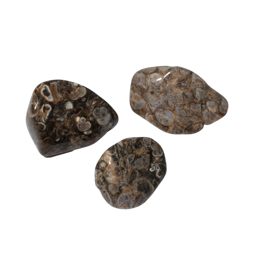 Turritella Doğal Taş Tımbıl El Taşı - 5